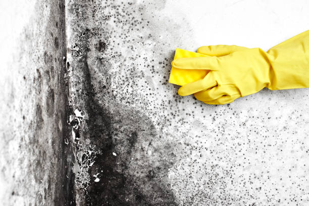 Best Mold Cleaning Services  in Missoula, MT