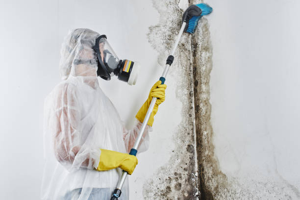 Best Mold Testing  in Missoula, MT