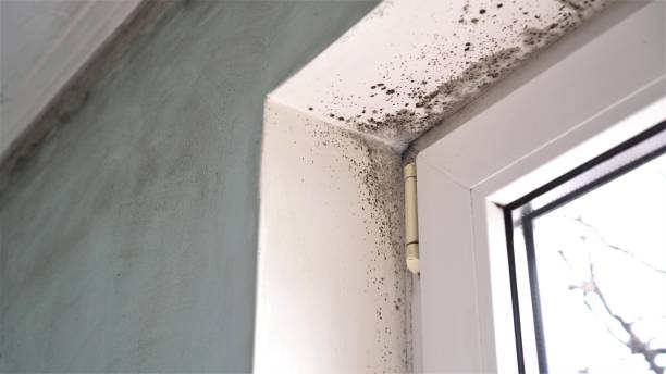 Best Home Mold Removal  in Missoula, MT