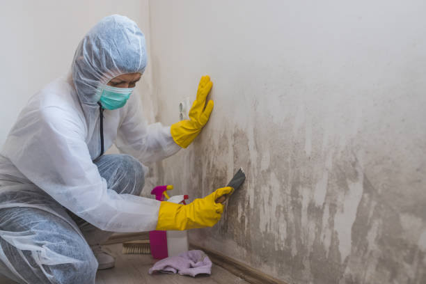 Trusted Missoula, MT Mold Removal Experts