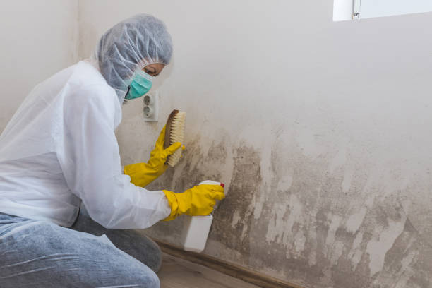 Best Certified Mold Removal  in Missoula, MT