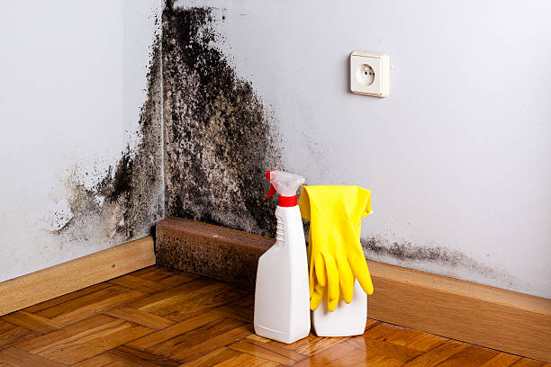 Certified Mold Removal in Missoula, MT